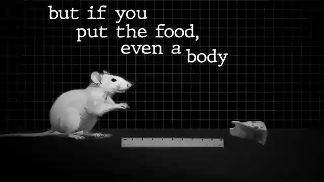 unveiling-the-power-of-dopamine-expert-insights-on-pleasure-and-addiction